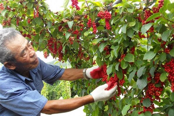 By eating Chinese schisandra fruit, a man will strengthen his potency