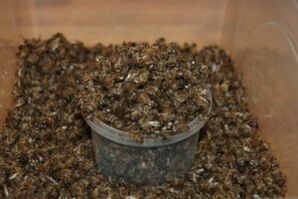 bees dug to increase potential